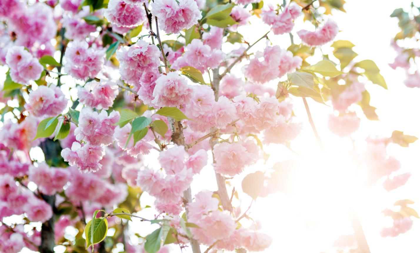 【韩国化妆品】维生素沐浴过滤器 160g #樱花